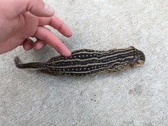Ictidomys tridecemlineatus