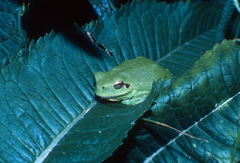 Hyla