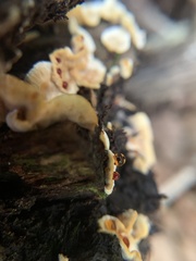 Stereum gausapatum
