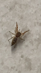 Hentzia