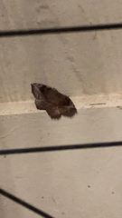 Eutrapela clemataria