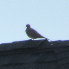 Zenaida macroura carolinensis