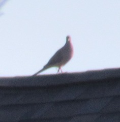 Zenaida macroura carolinensis