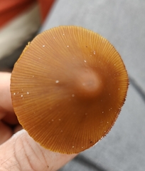Conocybe