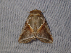Habrosyne pyritoides