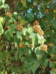 Physocarpus capitatus
