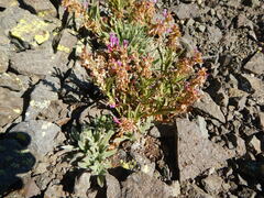 Penstemon heterodoxus