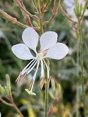 Oenothera gaura