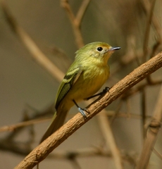 Phylloscartes roquettei