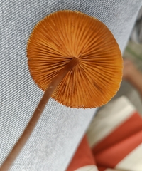 Conocybe