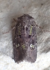 Lacinipolia renigera