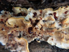 Stereum gausapatum