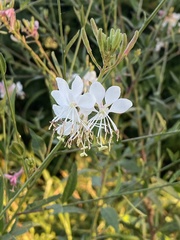 Oenothera gaura