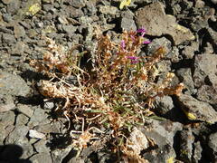 Penstemon heterodoxus