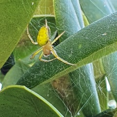 Araniella displicata