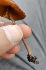 Conocybe
