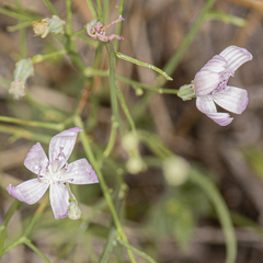 Stephanomeria pauciflora