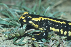 Salamandra salamandra