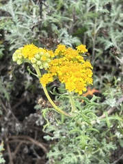 Eriophyllum staechadifolium