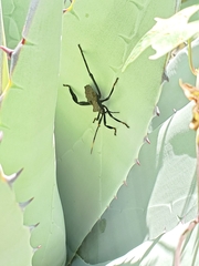 Acanthocephala thomasi