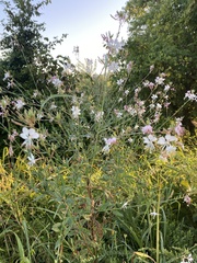 Oenothera gaura