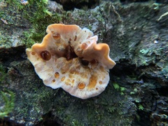Stereum gausapatum