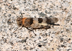 Oedipoda caerulescens