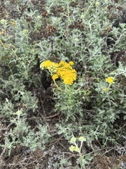 Eriophyllum staechadifolium