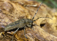 Saperda carcharias