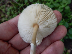 Leucoagaricus americanus