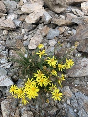 Senecio leucanthemifolius caucasicus