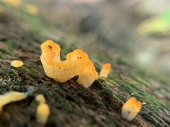 Dacrymycetaceae