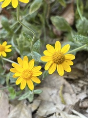 Eriophyllum lanatum