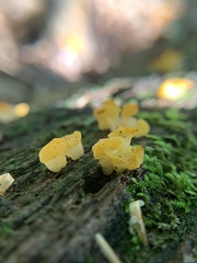 Dacrymycetaceae