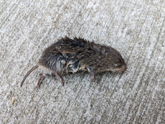 Microtus ochrogaster