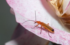 Rhagonycha fulva