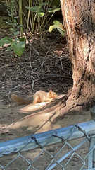 Sciurus niger