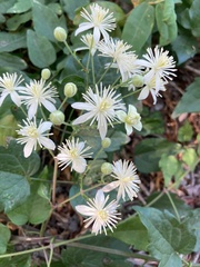 Clematis vitalba