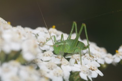 Leptophyes punctatissima