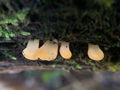 Dacrymycetaceae