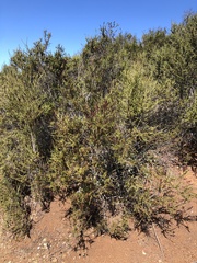 Adenostoma fasciculatum