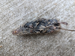 Microtus ochrogaster