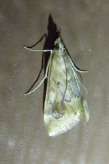 Loxostege typhonalis