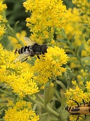 Eristalis dimidiata