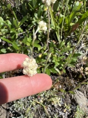Antennaria howellii