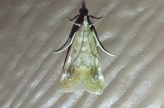 Loxostege typhonalis