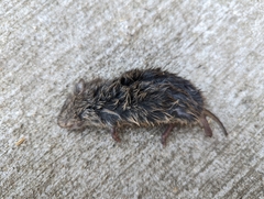 Microtus ochrogaster