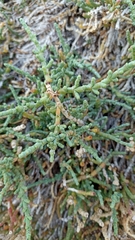 Arthrocaulon macrostachyum