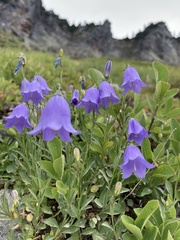 Campanula alaskana