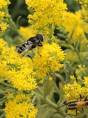 Eristalis dimidiata